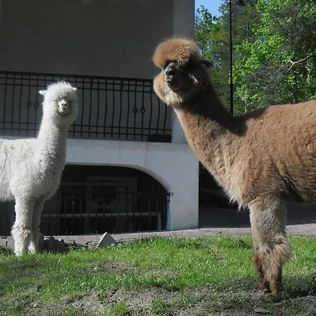 尼兹奇酒店 酒店 3*