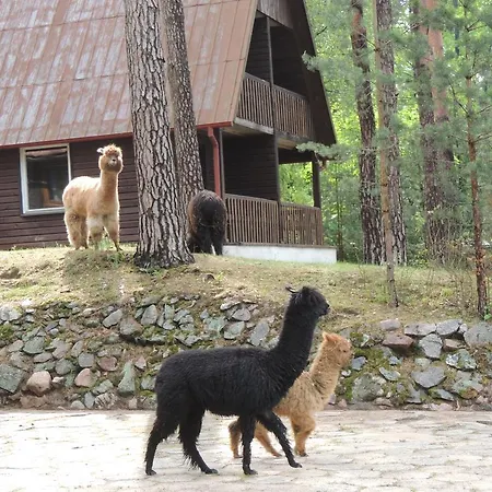 尼兹奇酒店 酒店 3*