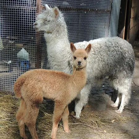 Nidzki ルチャネ・ニダ